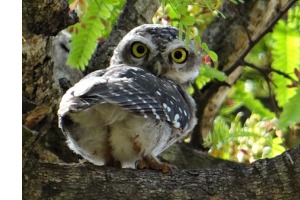Funny owl picture